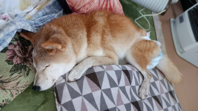 犬が亡くなる前にやってあげたいこと|特別なことより大切な10のこと