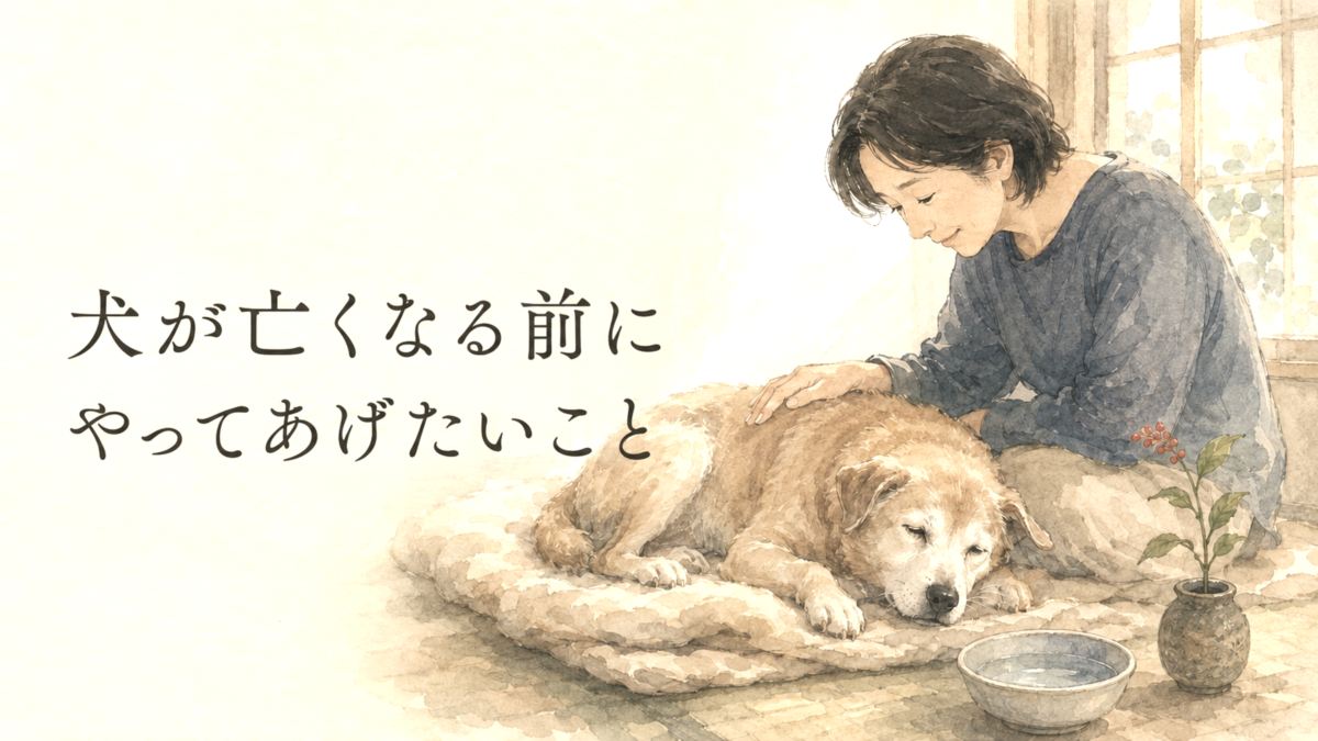犬が亡くなる前にやってあげたいこと|特別なことより大切な10のこと