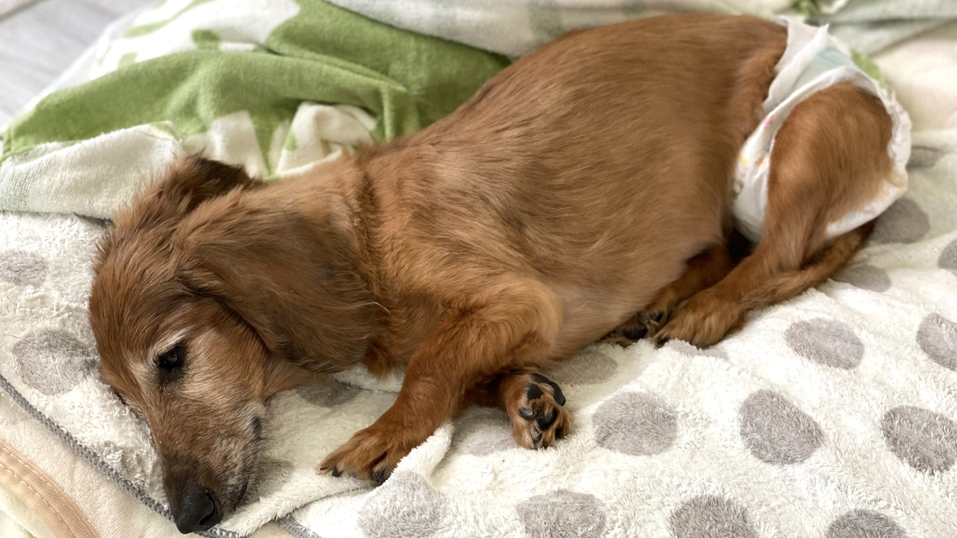 老犬・老猫の介護用品ガイド。負担を減らす選び方と使い方