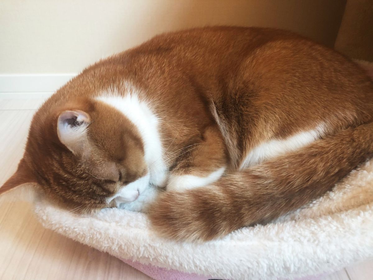 犬・猫を自宅で看取るということ。穏やかな最期のために家族ができること