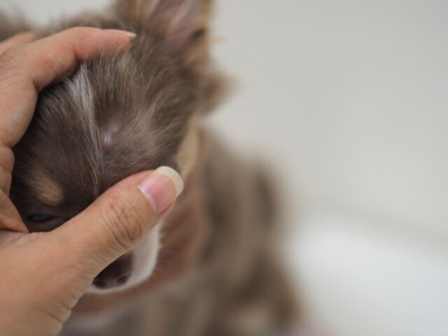 犬や猫の体にしこり・イボを見つけたら。良性と悪性の見分けと受診の目安