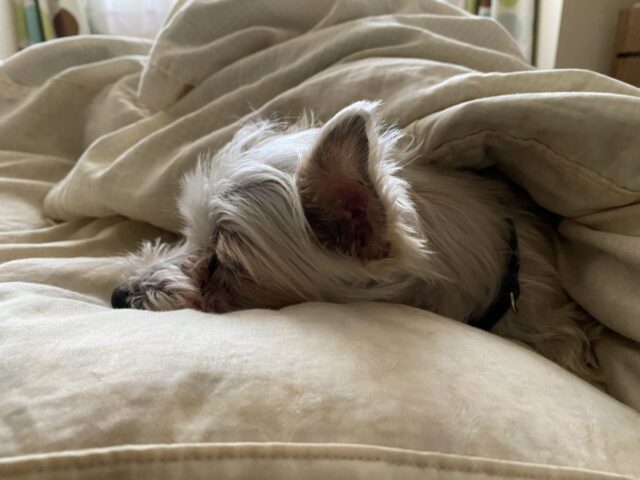 老犬が震えるのはなぜ？考えられる原因と、家でできる対処・受診の目安