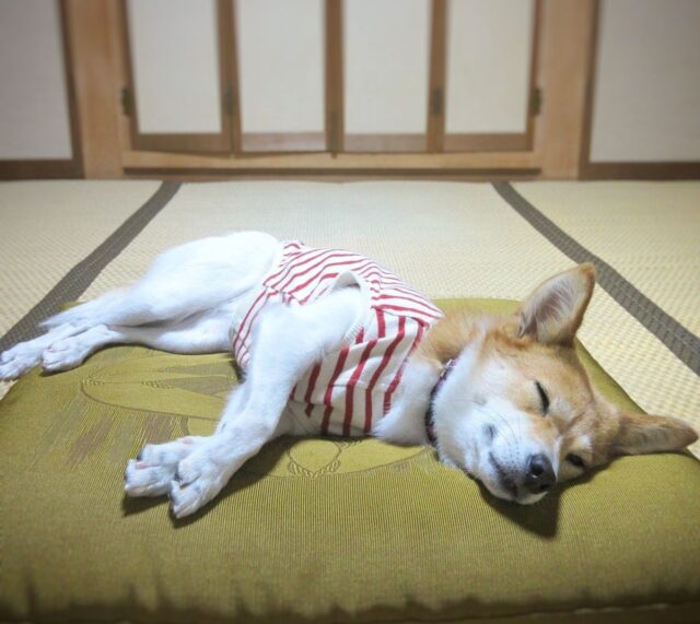 老犬の下痢が続くとき。考えられる原因と、家でのケア・受診の目安