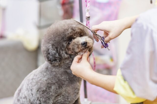 老犬のトリミングはどうする？シニア犬の負担を減らす方法と、サロン選び