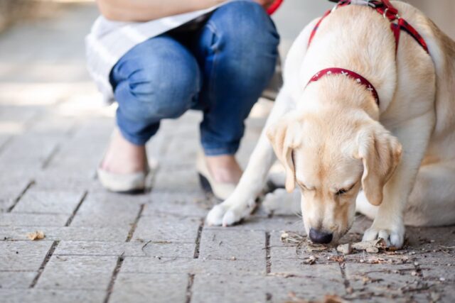 老犬の後ろ足に力が入らない。考えられる原因と、歩行を支える介護