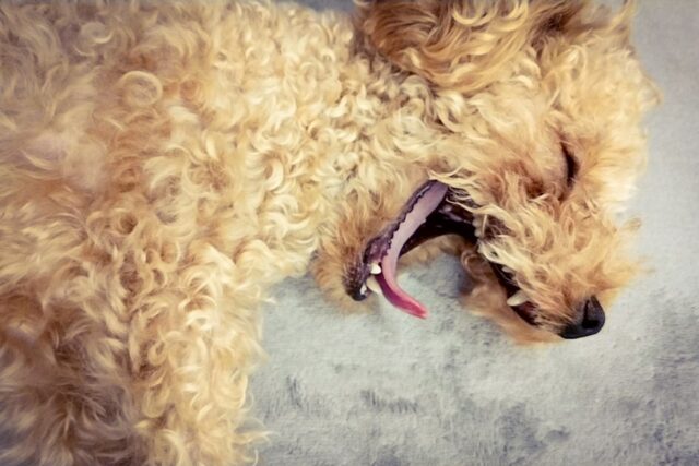 老犬の夜鳴きはなぜ起こる？認知症との関係と、夜を乗り切る対策