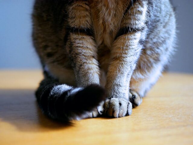 犬・猫のシニア期はいつから？年齢の目安と、変化に気づくためのサイン