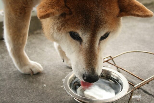 老犬が水をよく飲むのはなぜ?多飲多尿のサインと、隠れた病気